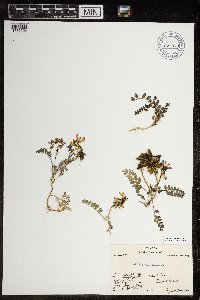 Astragalus alpinus image