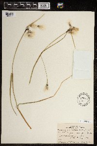 Eriophorum angustifolium image