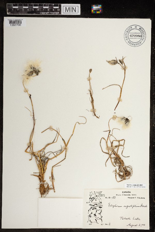 Eriophorum angustifolium image