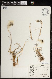 Eriophorum angustifolium image