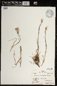 Eriophorum angustifolium image