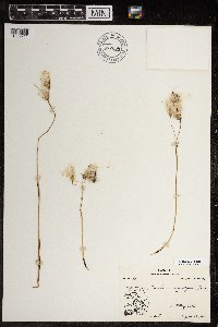 Eriophorum angustifolium image