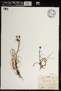 Eriophorum angustifolium image