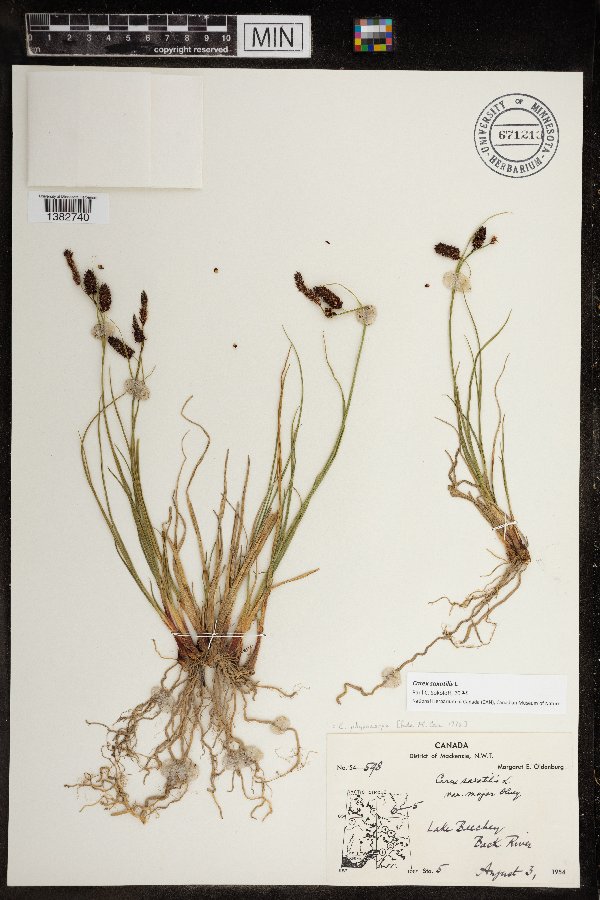 Carex saxatilis image