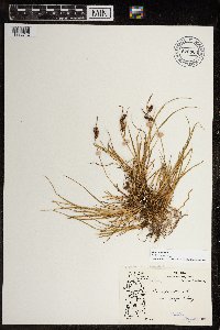 Carex saxatilis image