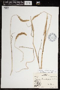 Calamagrostis purpurascens subsp. purpurascens image