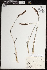 Calamagrostis purpurascens subsp. purpurascens image