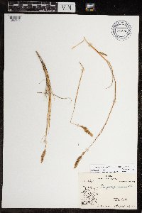 Calamagrostis purpurascens subsp. purpurascens image