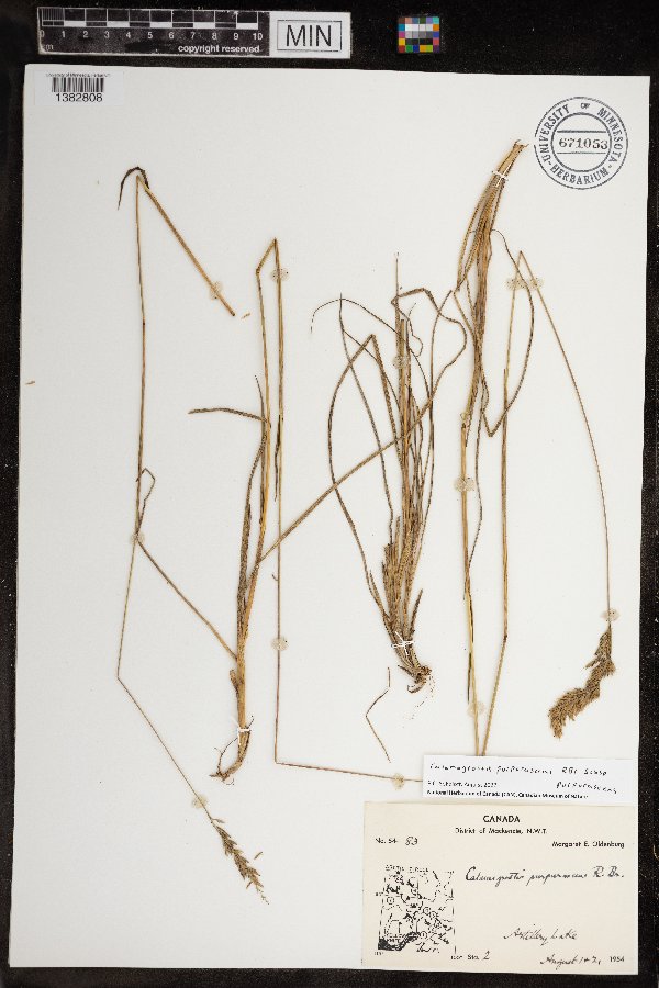 Calamagrostis purpurascens subsp. purpurascens image