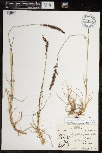 Calamagrostis purpurascens subsp. purpurascens image