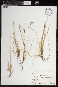 Festuca rubra image