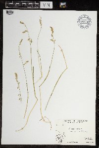 Festuca rubra image