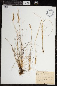 Calamagrostis stricta image