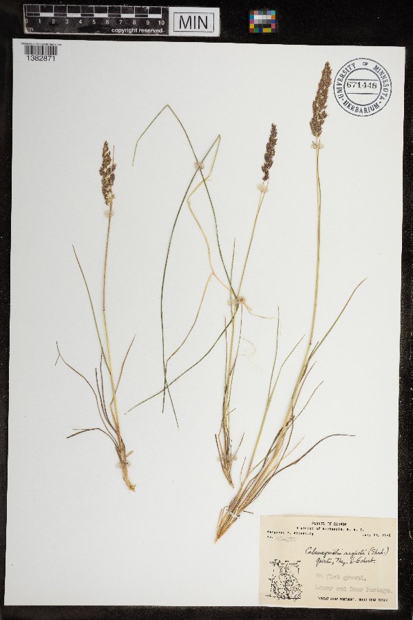 Calamagrostis stricta subsp. groenlandica image