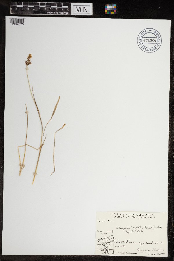 Calamagrostis stricta image