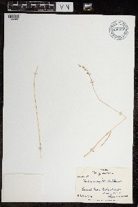 Deschampsia cespitosa image