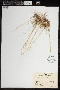 Deschampsia cespitosa image