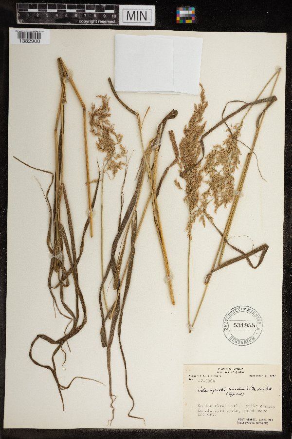 Calamagrostis image