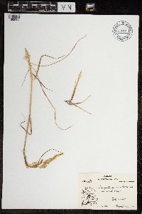 Calamagrostis canadensis image