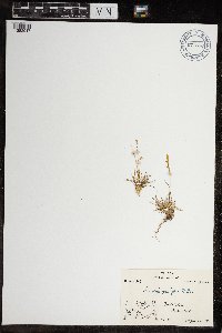 Anthoxanthum arcticum image