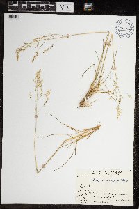 Deschampsia cespitosa subsp. cespitosa image