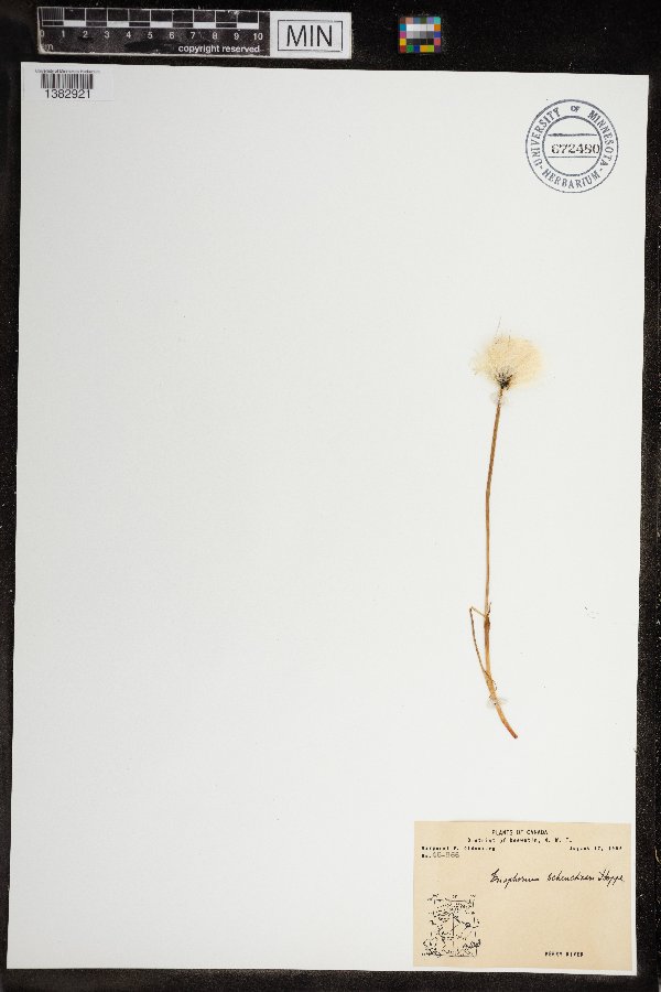 Eriophorum scheuchzeri subsp. arcticum image