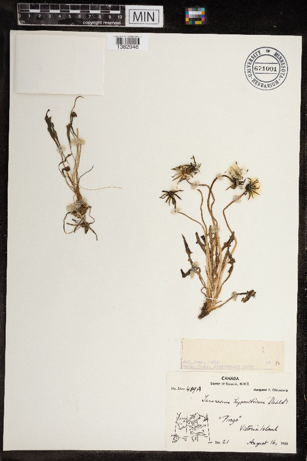 Taraxacum hyparcticum image