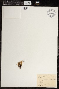 Cerastium regelii image