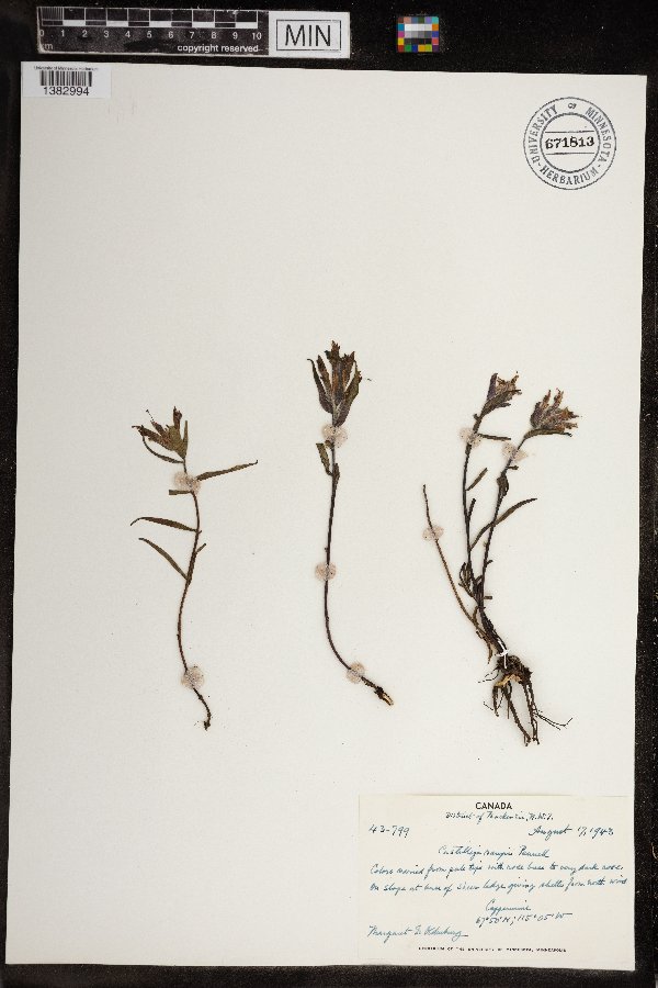 Castilleja elegans image