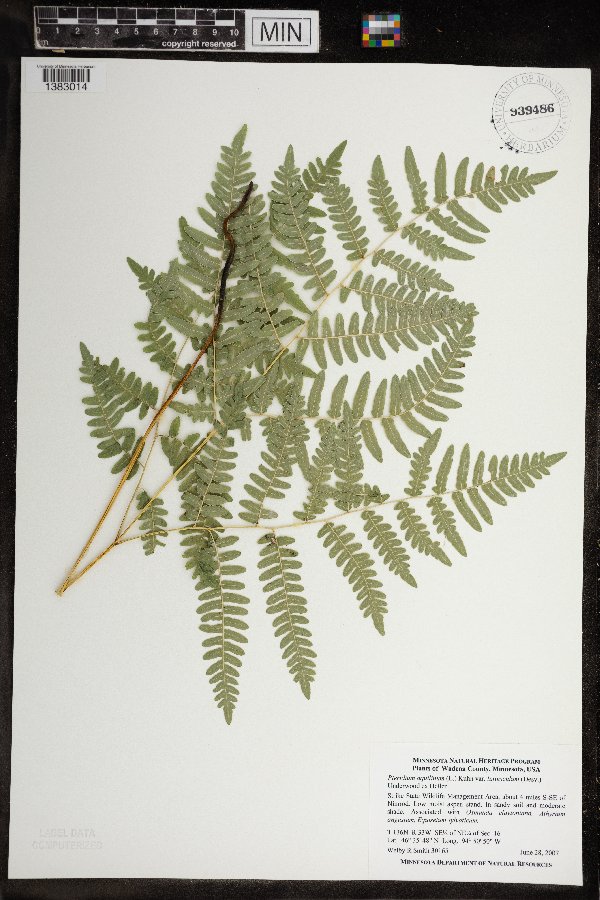 Pteridium aquilinum var. latiusculum image