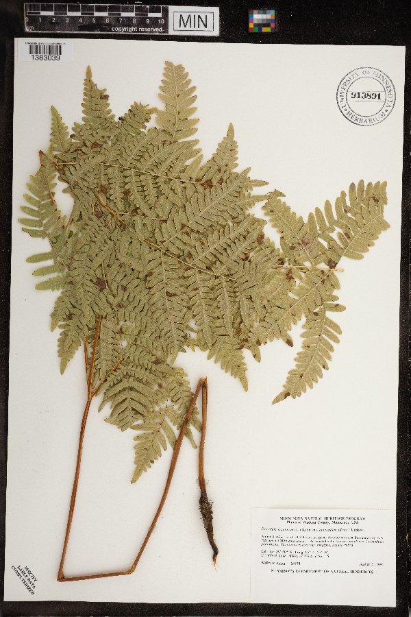 Pteridium aquilinum image