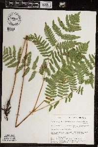 Pteridium aquilinum var. latiusculum image