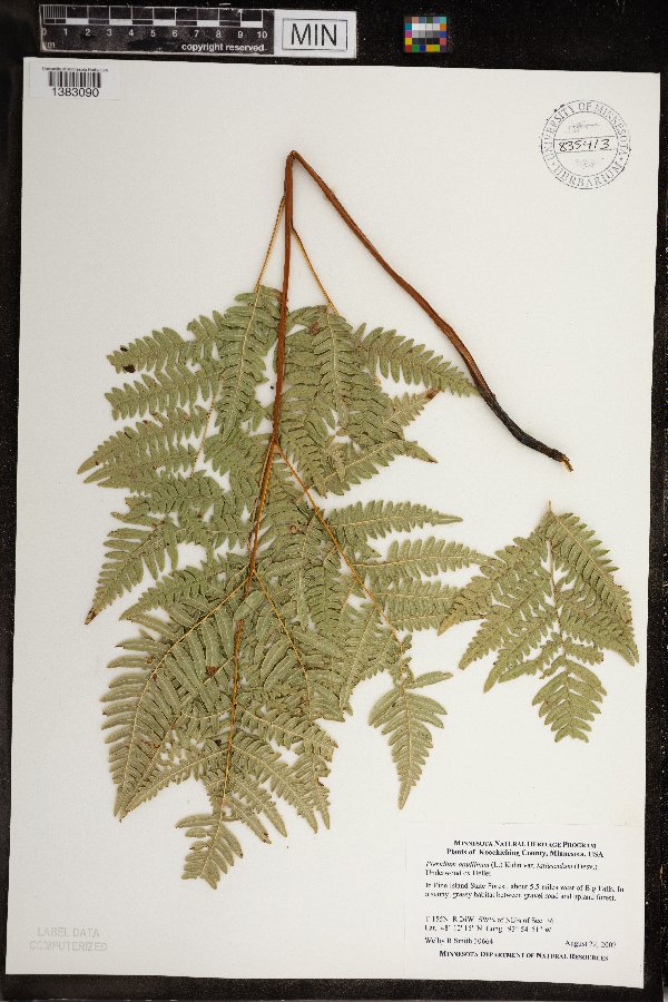 Pteridium image