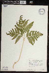 Pteridium aquilinum image