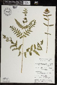 Pteridium aquilinum var. latiusculum image