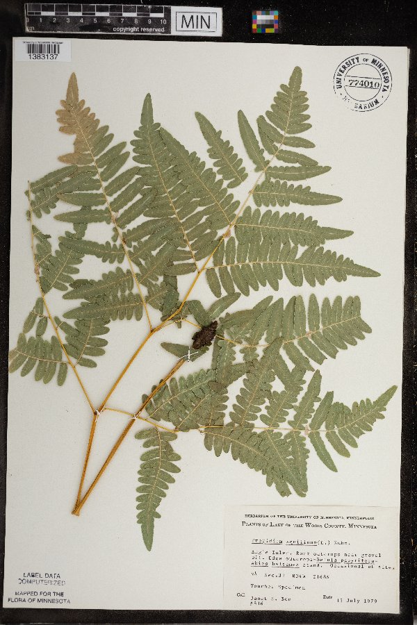 Pteridium aquilinum var. latiusculum image