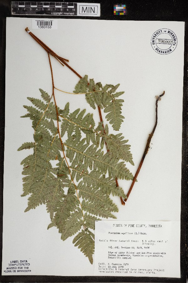 Pteridium aquilinum var. latiusculum image