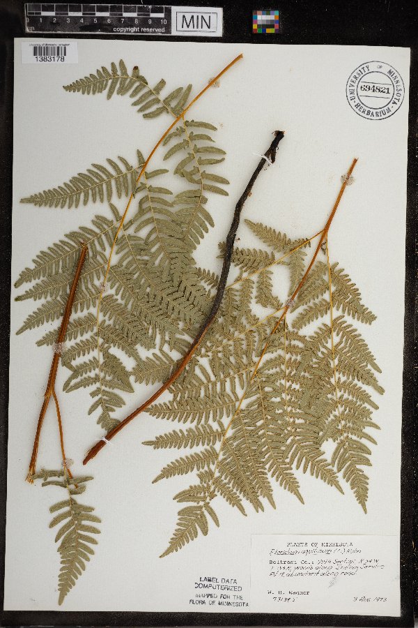 Pteridium aquilinum var. latiusculum image