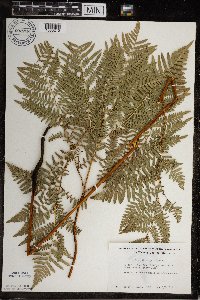 Pteridium aquilinum var. latiusculum image