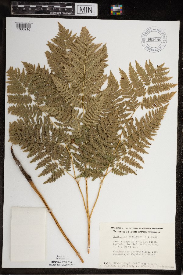 Pteridium aquilinum image