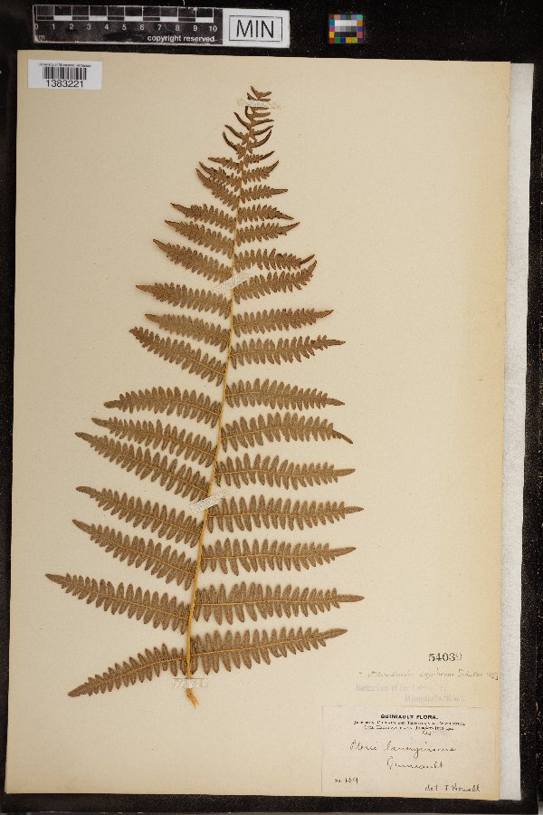 Pteridium aquilinum image