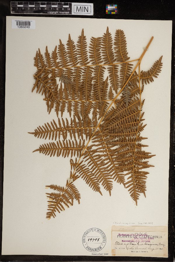 Pteridium aquilinum image