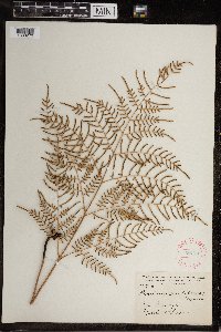 Pteridium aquilinum var. caudatum image