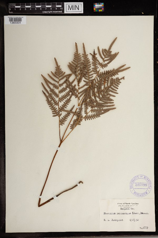 Pteridium aquilinum var. latiusculum image