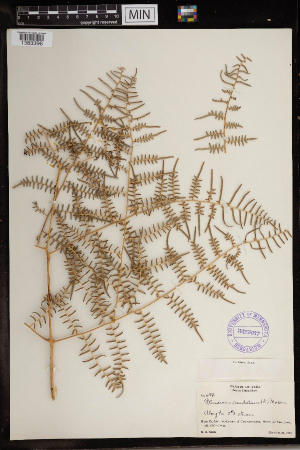 Pteridium caudatum image