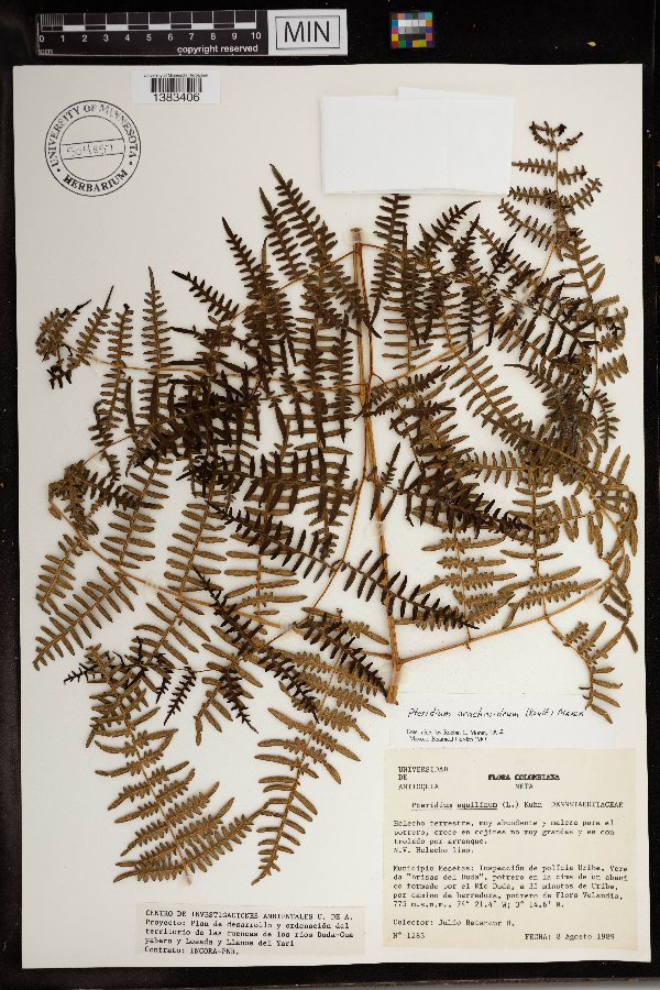 Pteridium arachnoideum image