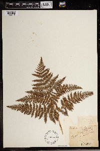 Pteridium aquilinum subsp. typicum image
