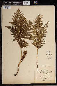 Pteridium aquilinum subsp. typicum image