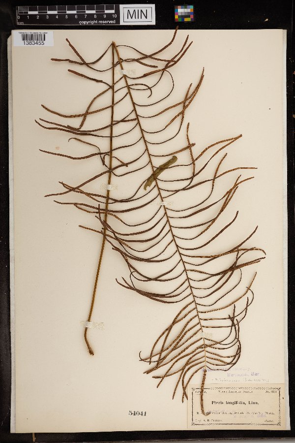 Pteris bahamensis image