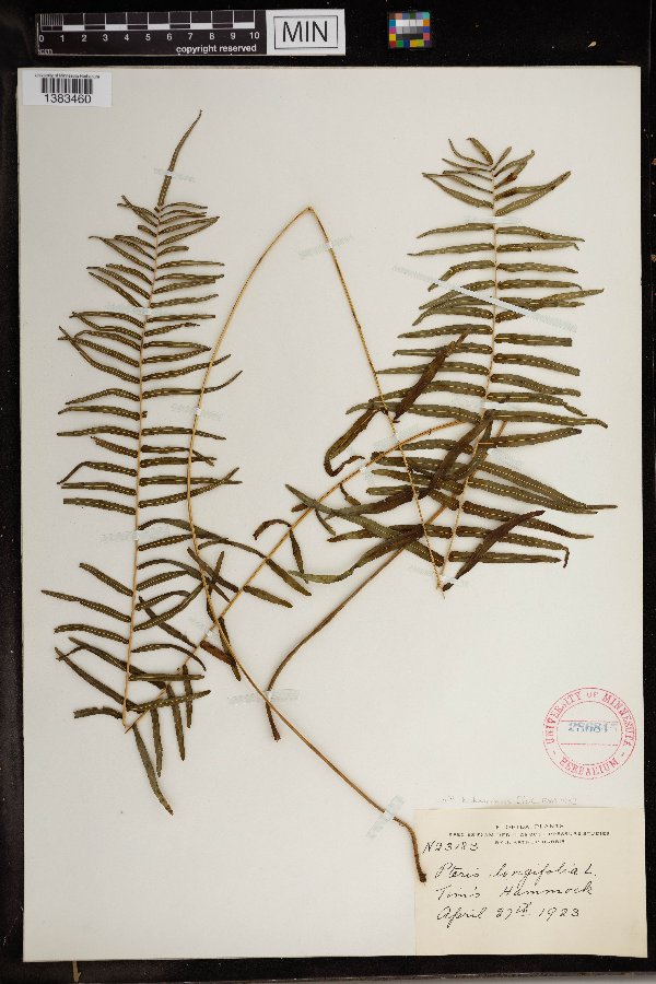 Pteris bahamensis image